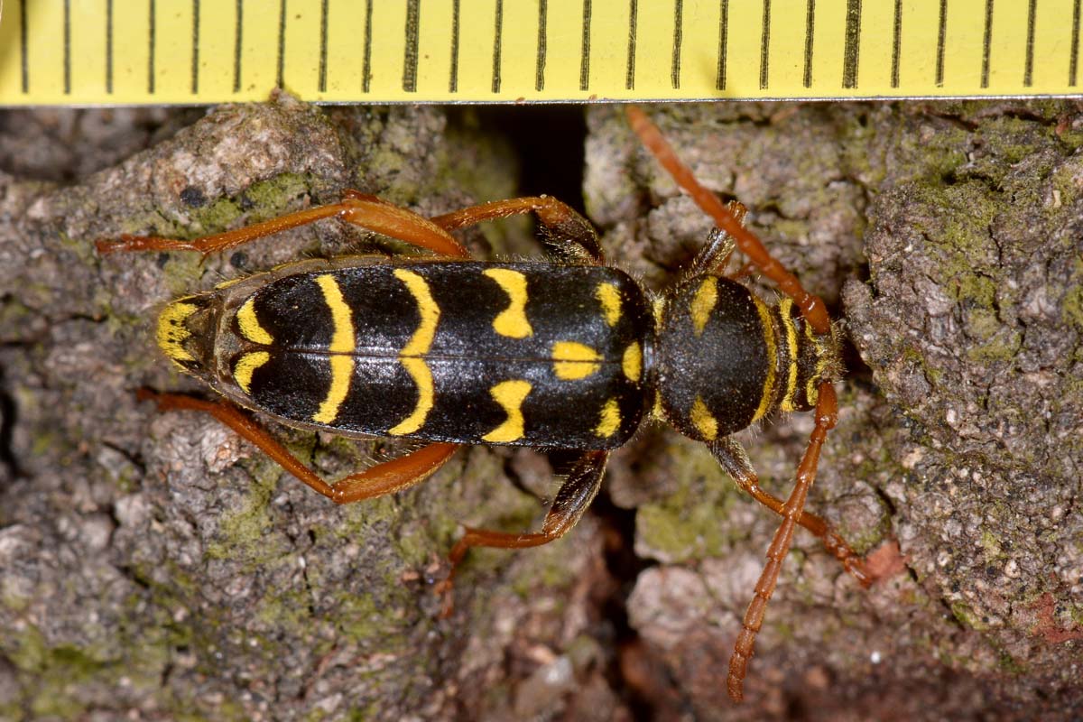 Cerambycidae: Plagionotus arcuatus? S, femmina